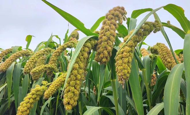 谷穗饱满 丰收在望——浅析农作物的科学种植之道