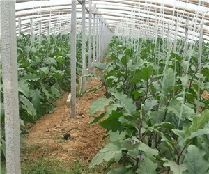 探寻许昌农作物基地 河南农业发展的璀璨明珠