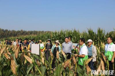 大豆新品种推广应用，滴灌水肥一体化显“魔法增产”——青岛市举行秋季农作物新技术专家群智评估田间开放日