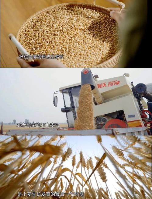 8种农作物种植全揭秘，美食背后的故事！