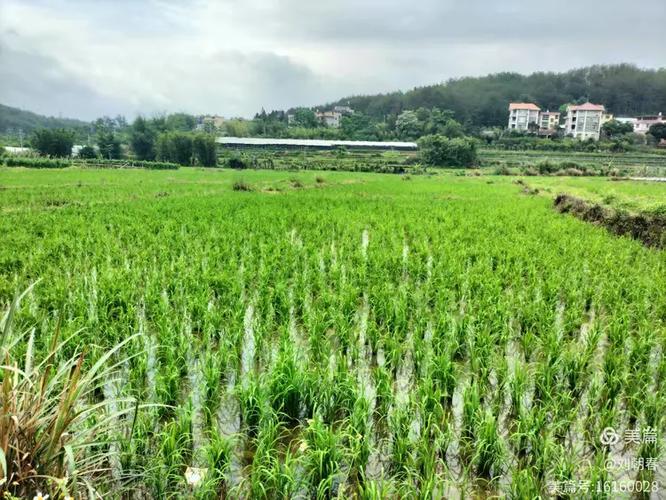 探秘武平西山灵通仙人凹 高山蔬果种植铺就乡村绿富美 —— 探巡秋季山地作物管理现场花絮。